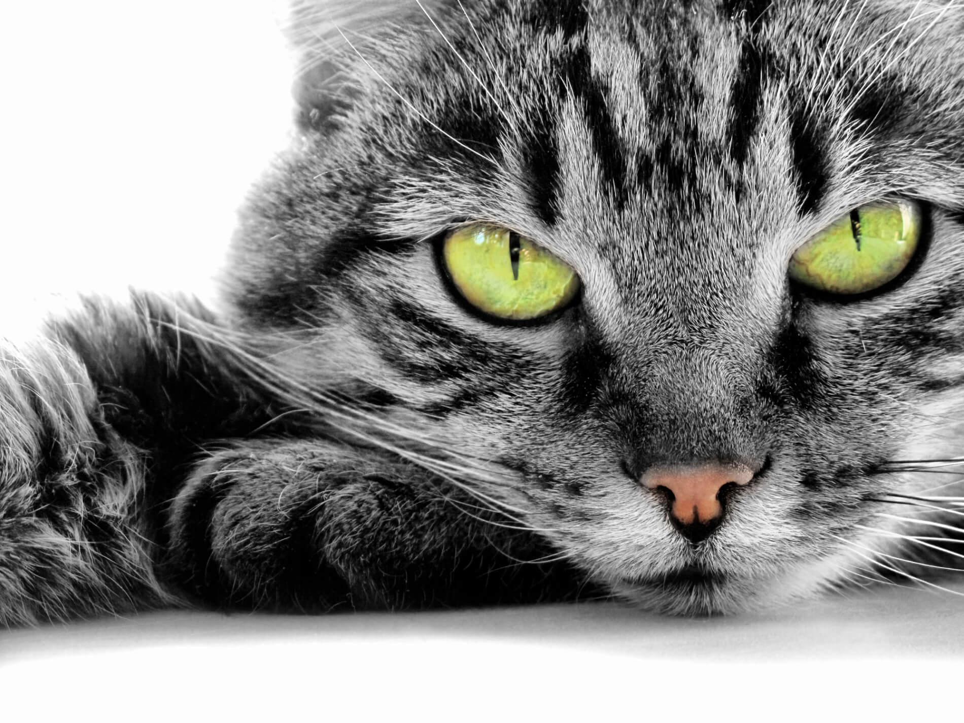 Mankerende katten: mogelijke oorzaken en behandeling